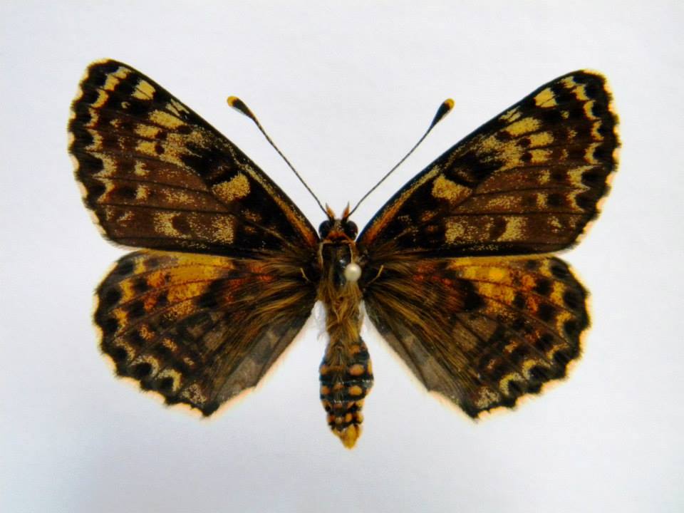 Melitaea didyma (cold shock abberant) 4 (Internet Image property of respective owner, non-commercial use only)